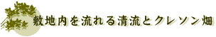 敷地内を流れる清流とクレソン畑